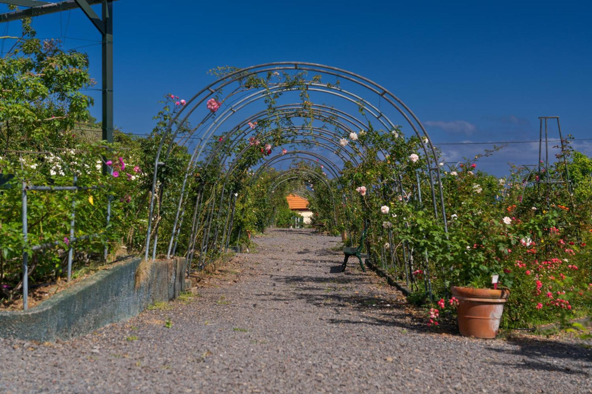 Pestana Quinta Do Arco Nature & Rose Garden Hotel Arco de São Jorge エクステリア 写真